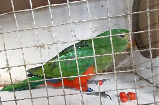 Papuga górska szkarłatka, Wielkopolskie, Kościan