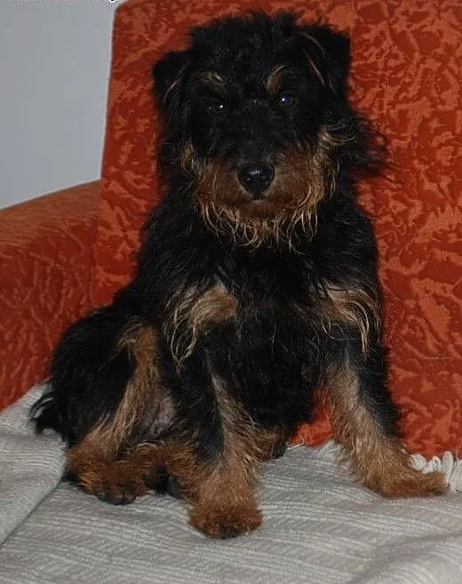 Rocky terierek niemiecki, mazowieckie Milanówek