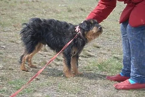 Rocky terierek niemiecki,  mazowieckie Milanówek