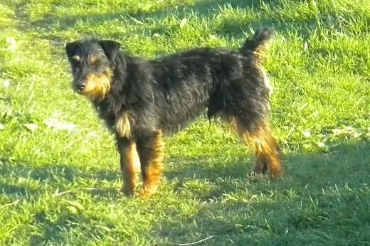 Rocky terierek niemiecki,  mazowieckie Milanówek