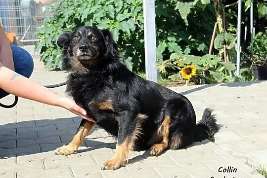 Collin - nieśmiały, długowłosy piesek, Mazowieckie, Nowy Dwór Mazowiecki