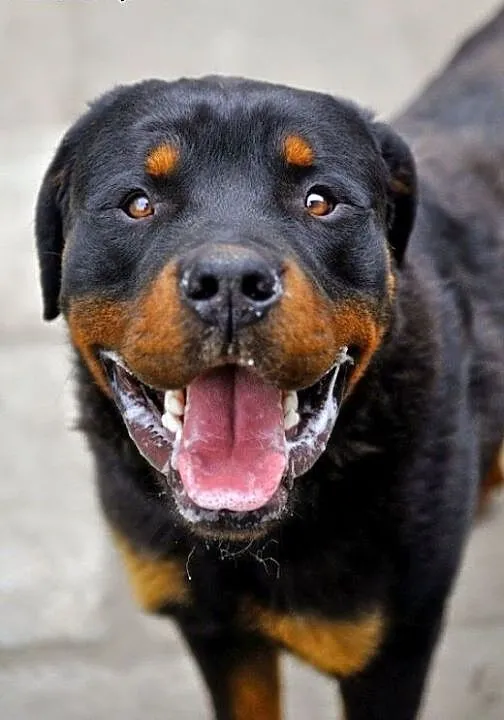 Raven - roczny rottweiler szuka domu ADOPCJA, Kun