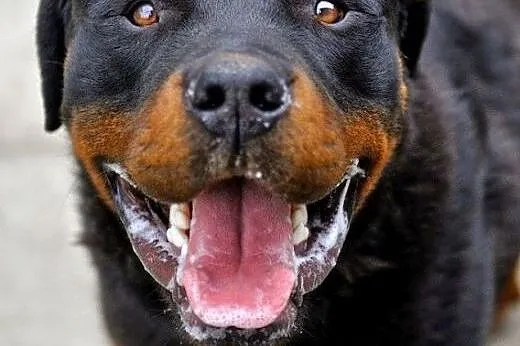 Raven - roczny rottweiler szuka domu ADOPCJA, Kundelki cała Polska