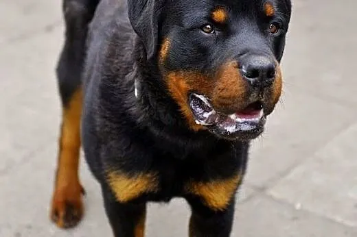 Raven - roczny rottweiler szuka domu ADOPCJA,  Kun