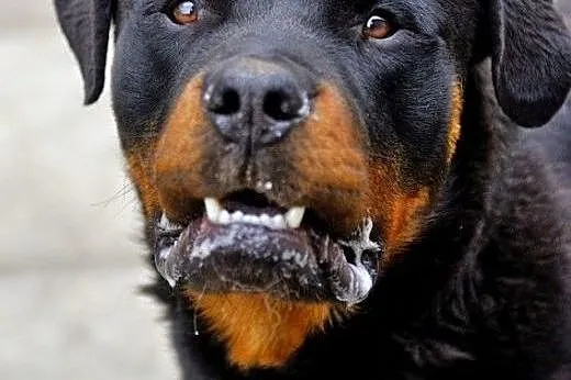 Raven - roczny rottweiler szuka domu ADOPCJA,  Kun