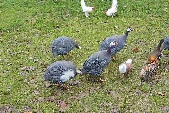 Sprzedam perliczki wszystkie z 25 roku, Lubelskie, Tokarówka