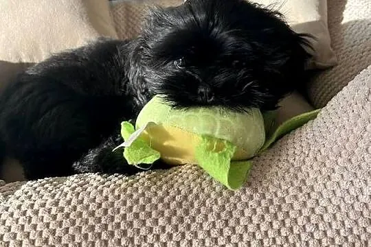 Shih tzu suczka czarna