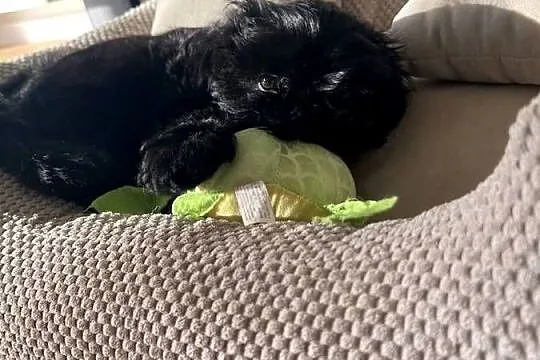 Shih tzu suczka czarna, Wielkopolskie, Dopiewo