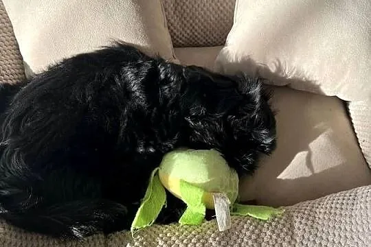 Shih tzu suczka czarna, Wielkopolskie, Dopiewo
