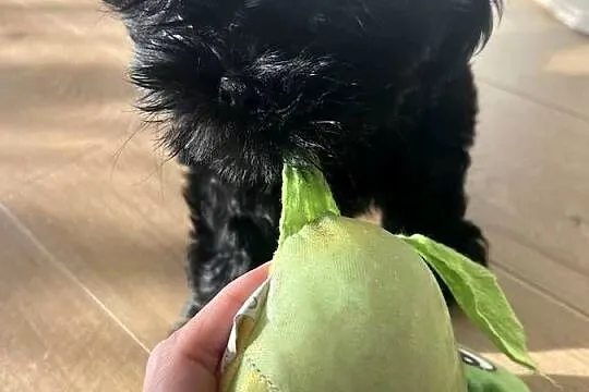 Shih tzu suczka czarna, Wielkopolskie, Dopiewo