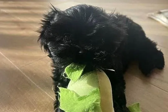 Shih tzu suczka czarna, Wielkopolskie, Dopiewo