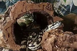 Morelowa Spilota
