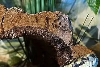 Morelowa Spilota, Śląskie, Tychy