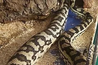 Morelowa Spilota, Śląskie, Tychy