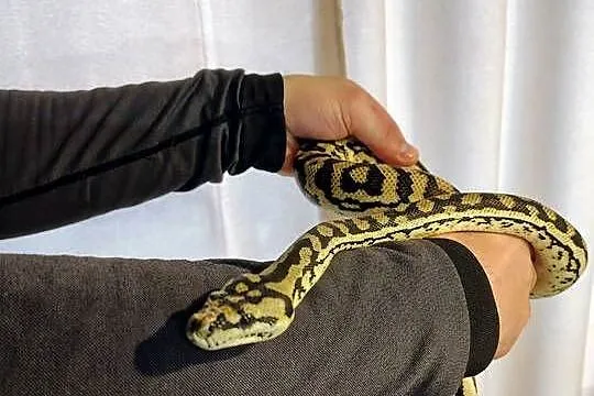 Morelowa Spilota, Śląskie, Tychy