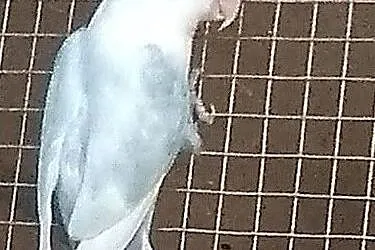 nierozłączka fiszera samica błękitna, Podkarpackie, Przeworsk