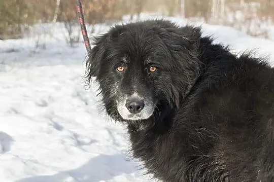 Kochany Brutus Szuka domu