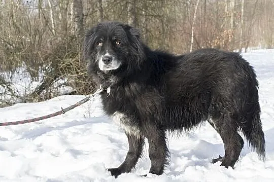 Kochany Brutus Szuka domu, Śląskie, Bytom