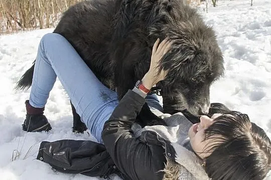 Kochany Brutus Szuka domu, Śląskie, Bytom