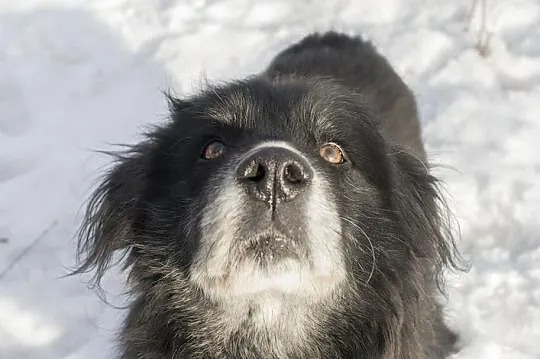 Kochany Brutus Szuka domu, Śląskie, Bytom