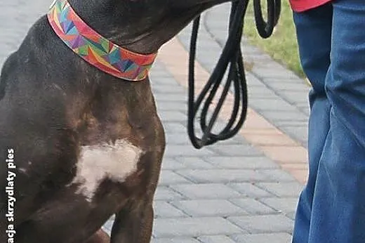 Piękny, młody pit bull Bodo szuka domu,  Kundelki 