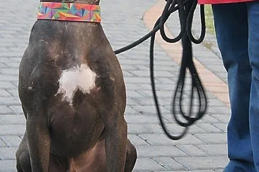 Piękny, młody pit bull Bodo szuka domu,  Kundelki 