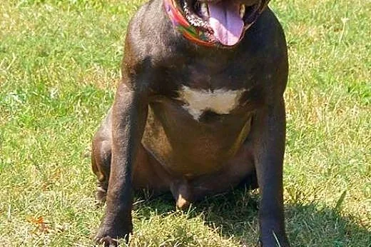 Piękny, młody pit bull Bodo szuka domu,  Kundelki 