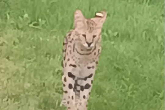 Serval  afrykański samiec 3 letni , niekastrowany, , Tychy 