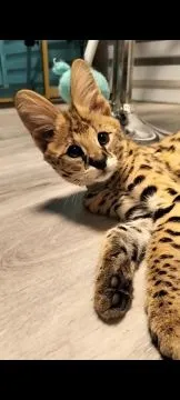 Serval  afrykański samiec 3 letni , niekastrowany, , Tychy 