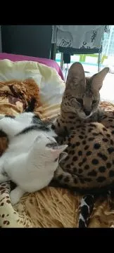 Serval  afrykański samiec 3 letni , niekastrowany, , Tychy 