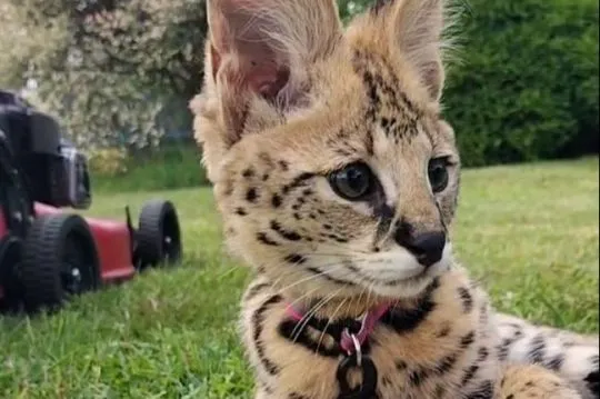 Serval  afrykański samiec 3 letni , niekastrowany, , Tychy 