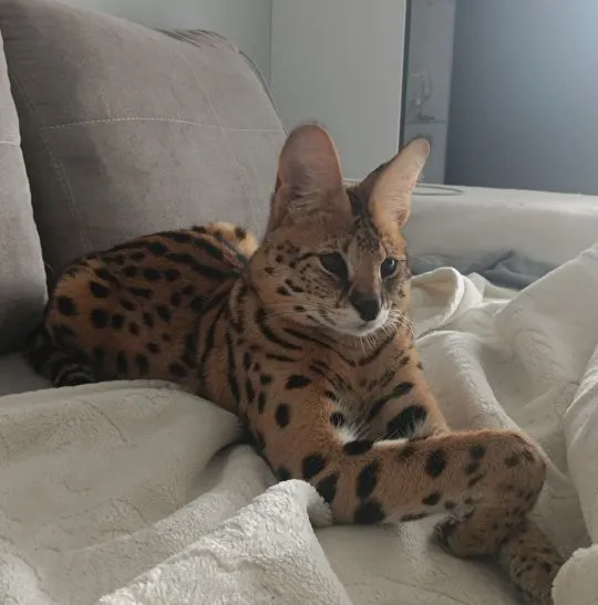 Serval  afrykański samiec 3 letni , niekastrowany, , Tychy 