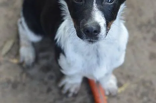 Wesoły, kochający cały świat SZCZENIAK TRIKOLOR adopcja,  Kundelki cała Polska