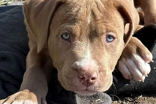 American bully abkc szczeniak, Wielkopolskie, Czerlejno