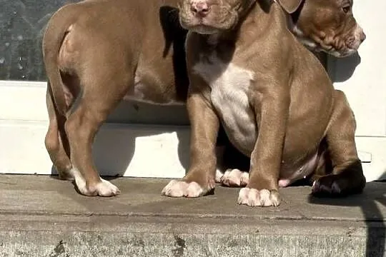 American bully abkc szczeniak, Wielkopolskie, Czerlejno