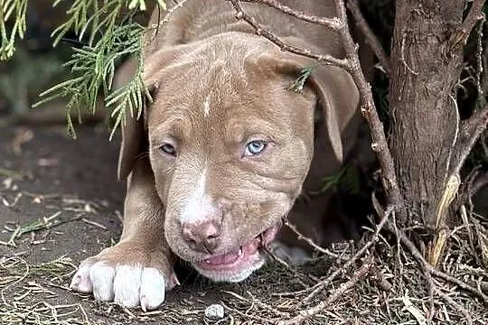 American bully abkc szczeniak, Wielkopolskie, Czerlejno