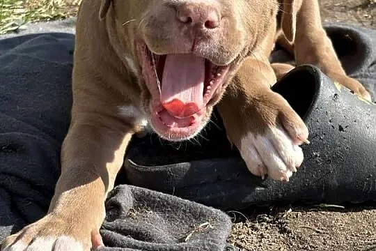 American bully abkc szczeniak, Wielkopolskie, Czerlejno