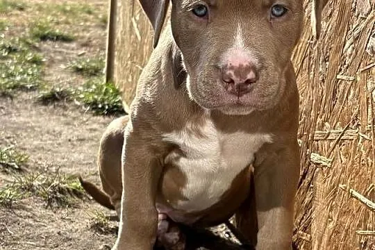American bully abkc szczeniak, Wielkopolskie, Czerlejno