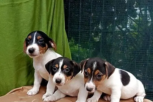 Wzorcowe Jack Russell (gładki) piękny exterrier rodzice FCI, Opolskie, Krapkowice
