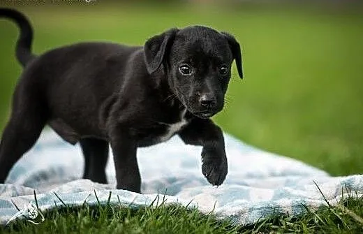 Czarny chłopak, szczeniak do adopcji, mazowieckie