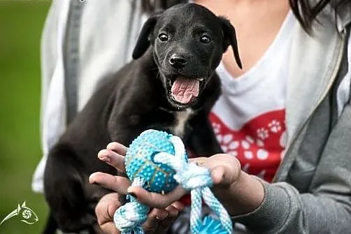 Czarny chłopak, szczeniak do adopcji,  mazowieckie