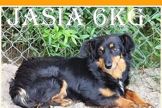 Jasia-mała 6kg,młodziutka,łagodna,grzeczna suczka długowłosa.ADOPCJA