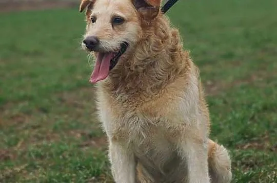 Borys - pocieszny, przyjazny i grzeczny psiak do adopcji!