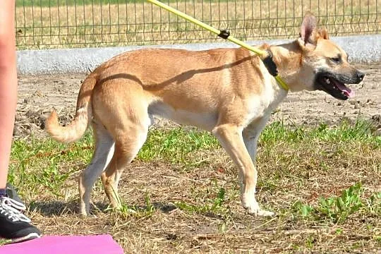 WILLIAM-super fajny, wesoły, pogodny młody psiak-1,5 roku-szukamy domu, Małopolskie, Kraków
