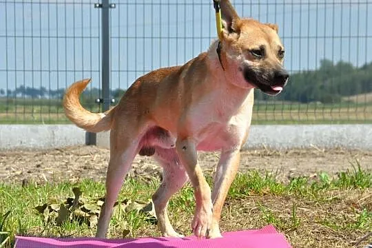 WILLIAM-super fajny, wesoły, pogodny młody psiak-1,5 roku-szukamy domu, Małopolskie, Kraków
