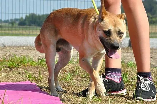 WILLIAM-super fajny, wesoły, pogodny młody psiak-1,5 roku-szukamy domu, Małopolskie, Kraków