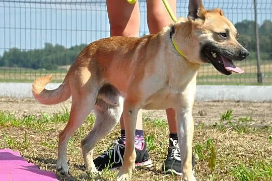 WILLIAM-super fajny, wesoły, pogodny młody psiak-1,5 roku-szukamy domu, Małopolskie, Kraków