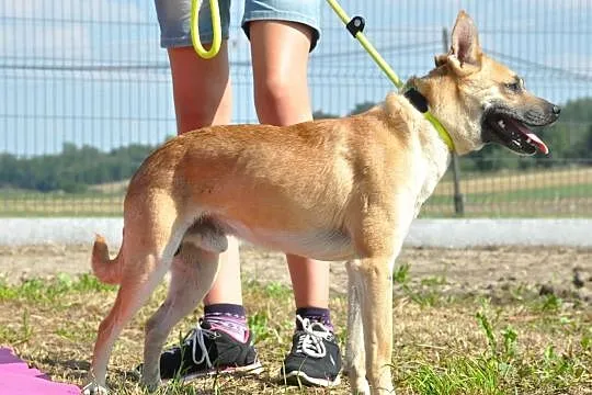 WILLIAM-super fajny, wesoły, pogodny młody psiak-1,5 roku-szukamy domu, Małopolskie, Kraków