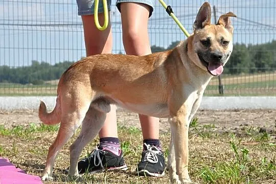 WILLIAM-super fajny, wesoły, pogodny młody psiak-1,5 roku-szukamy domu, Małopolskie, Kraków