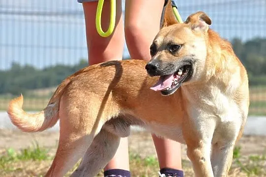 WILLIAM-super fajny, wesoły, pogodny młody psiak-1,5 roku-szukamy domu, Małopolskie, Kraków